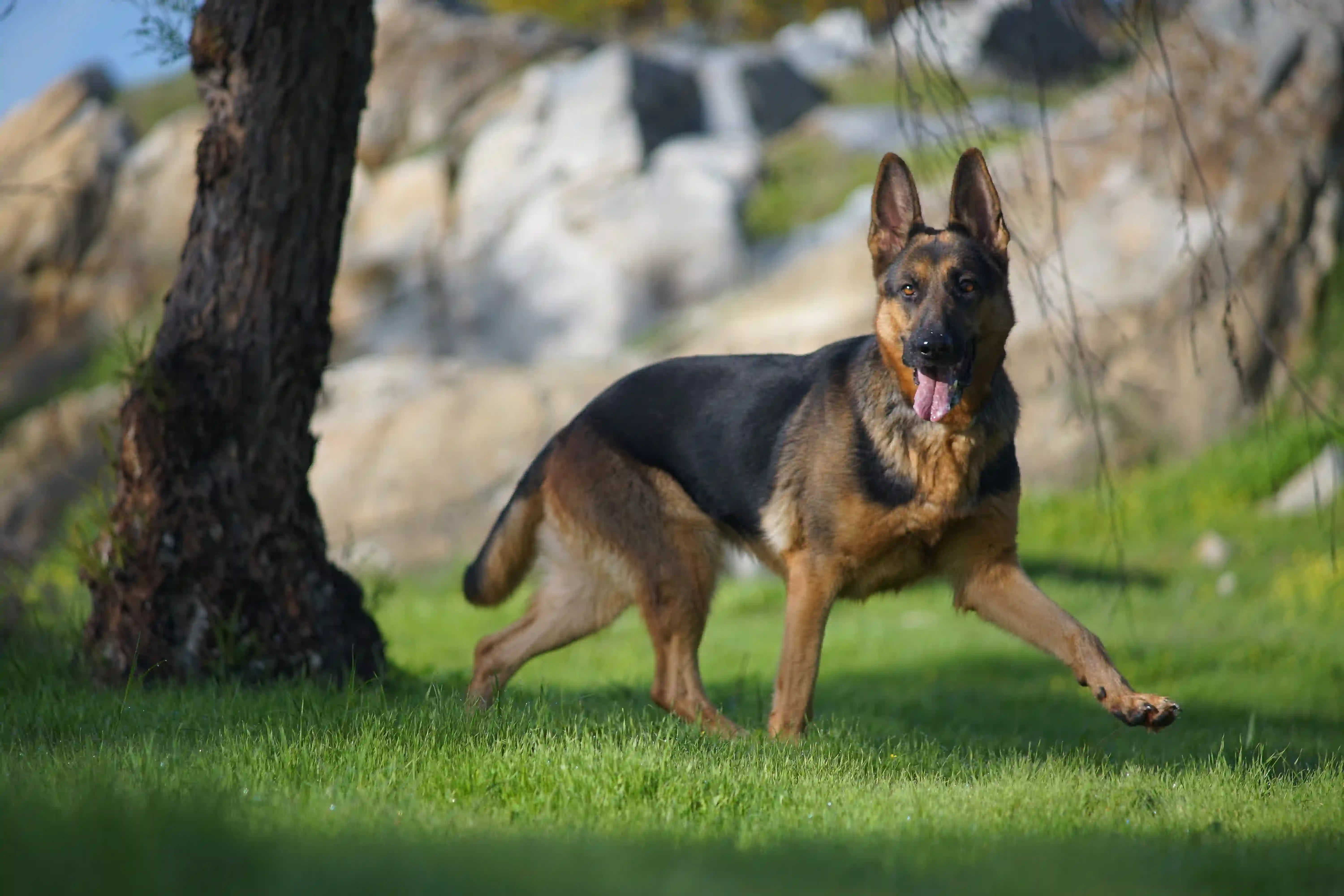 K9 Security